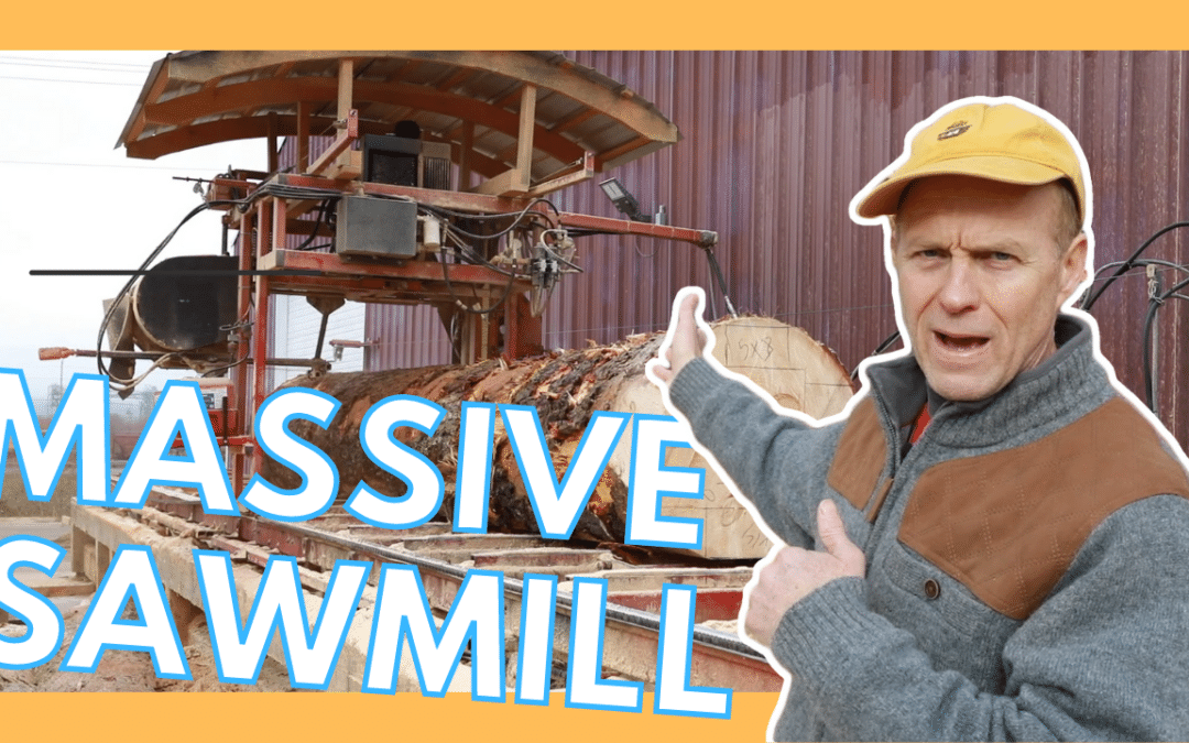 sawmill logs timbers